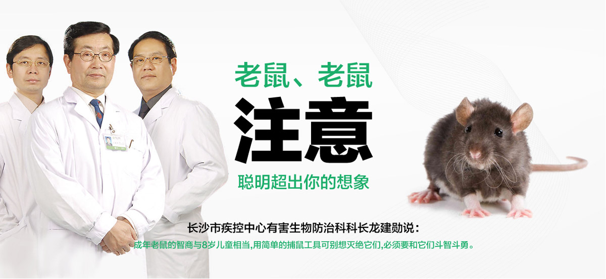 老鼠聰明超出你想象。