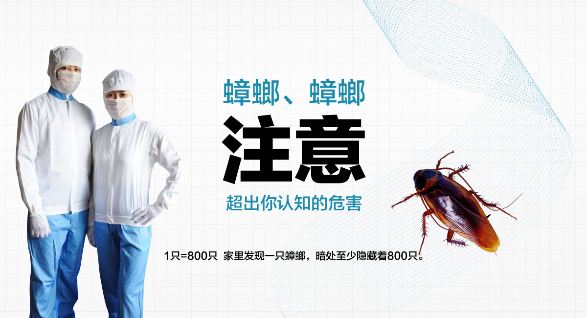 1只=800只 家里發(fā)現(xiàn)一只蟑螂，暗處至少隱藏著800只。